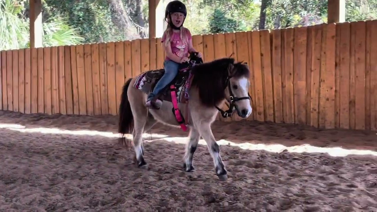 Trigger buckskin pony gelding