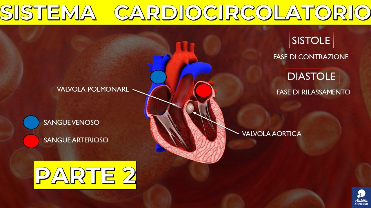 Sistema Cardiocircolatorio (parte 2): Cuore e Sistema di Conduzione