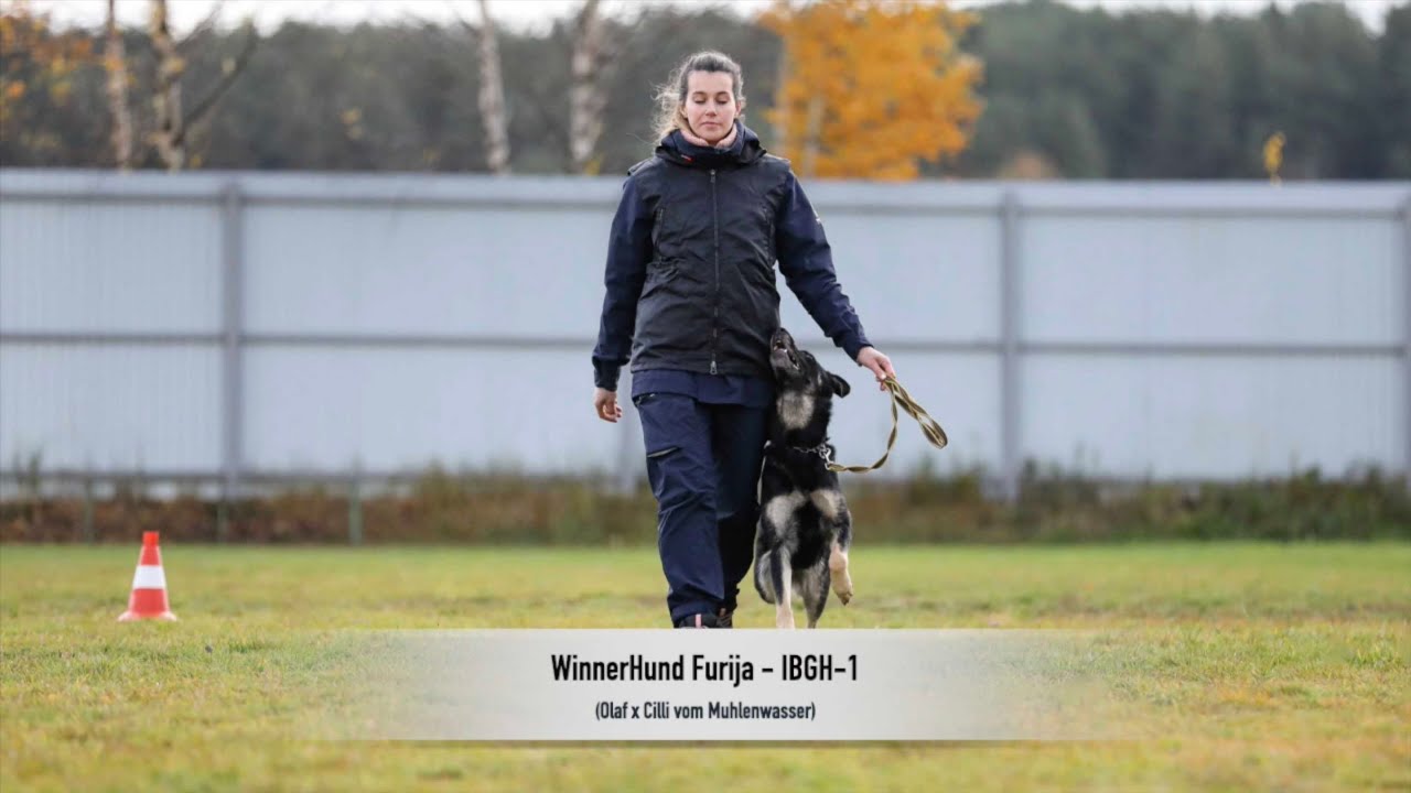 WinnerHund Furija - IBGH-1