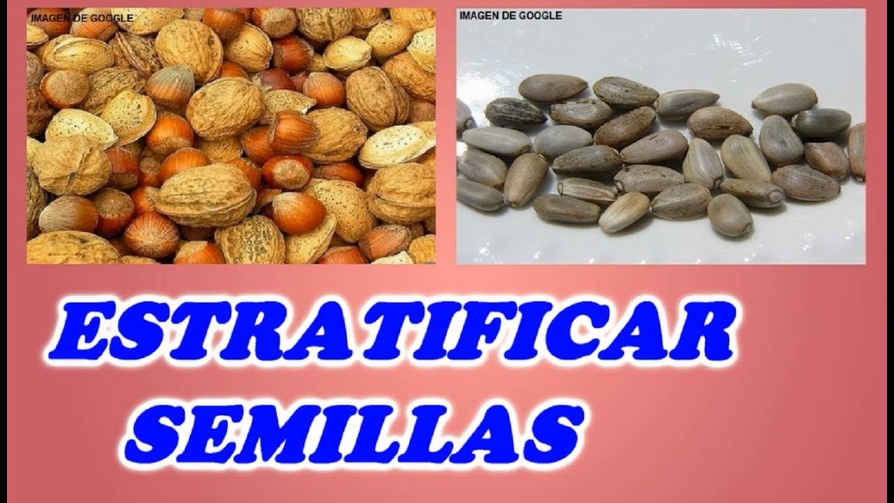 Estratificación de Semillas // Todo Huerto y Jardín