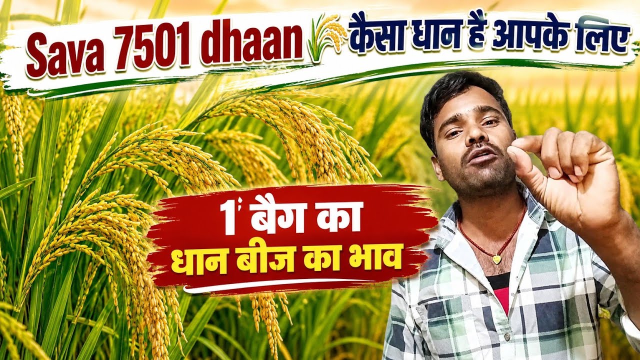 Is Sava 7501 Paddy Variety Profitable for Farmers? || What is the Price of 1 Packet? Full Review
