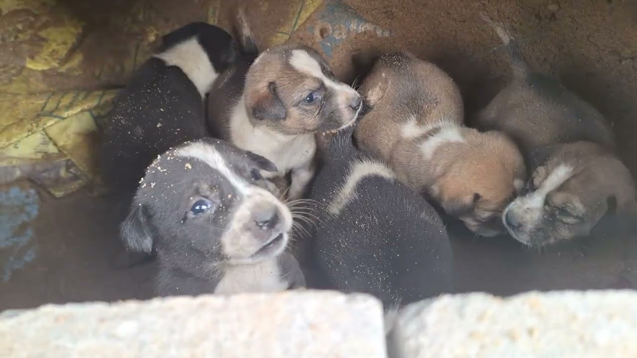 Group of Hungry Puppies Asking for Food 🐾❤️