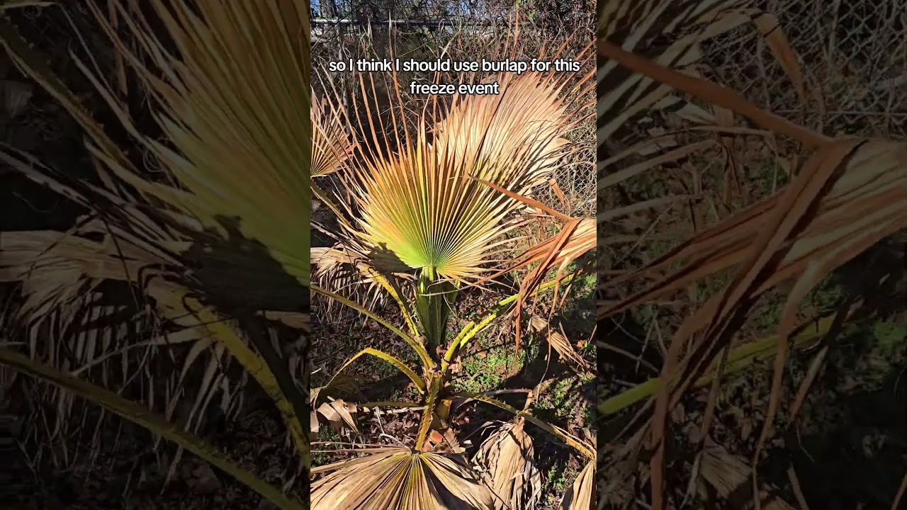 Mexican fan palm after cold and before next freeze