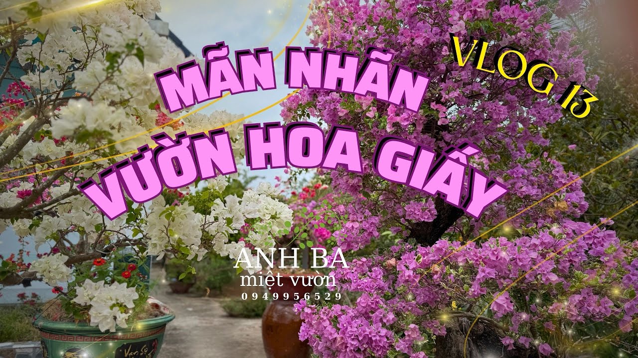 [Vlog 13]-MÃN NHÃN VƯỜN HOA GIẤY ANH BA NỞ RỰC CẬN TẾT - Anh Ba Miệt Vườn 0949956529