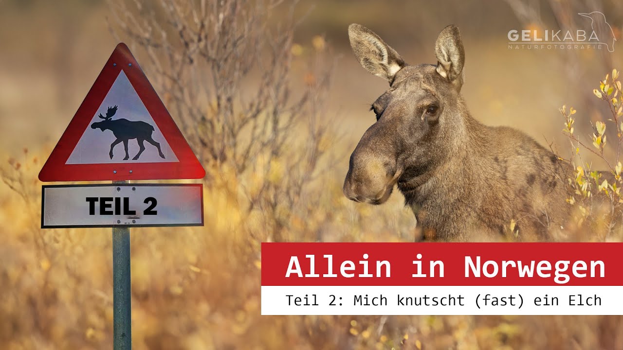Allein in Norwegen: TEIL 2 - Mich knutscht (fast) ein Elch im Fokstumyra Naturreservat. Vlog