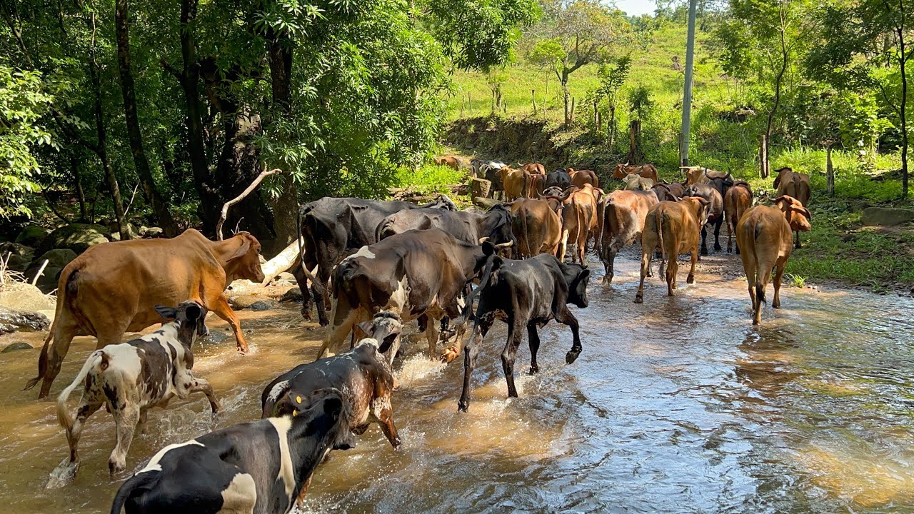 🐄😱Llevamos a todas estas vacas a los potreros  mira como estaba de grande 😱🐄
