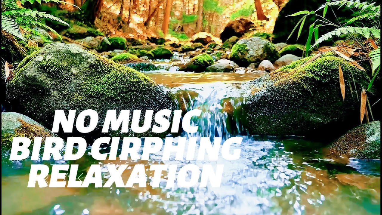 Relaxing Nature Sounds for Sleep, Forest Sounds, Beautiful Birds Singing,Relax, Study, Meditate,#002