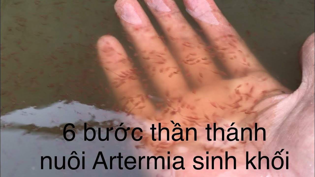 6 bước thần thánh nuôi Artemia sinh khối