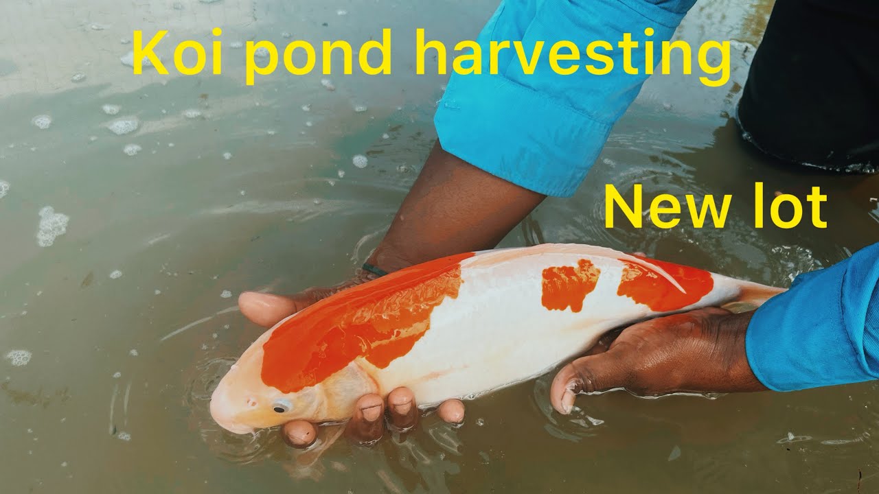 Rs 150 முதல் koi fish for sale at jk brothers koi farm || koi fish farming in India || koi fish