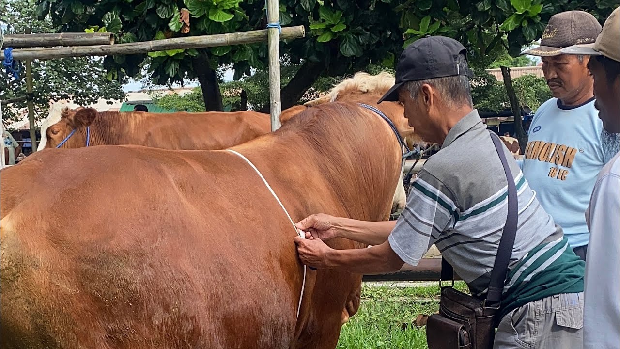Minta 55rb/kg sapi SIMENTAL ini‼️‼️murah atau mahal bolo❓❓❓ 