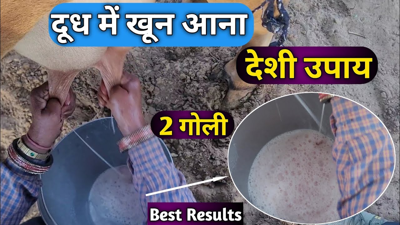 देशी उपाय के साथ गाय भैंस के दूध में खून आने का इलाज/सिर्फ ये तीन चीज दो/दूध में खून आना इलाज 