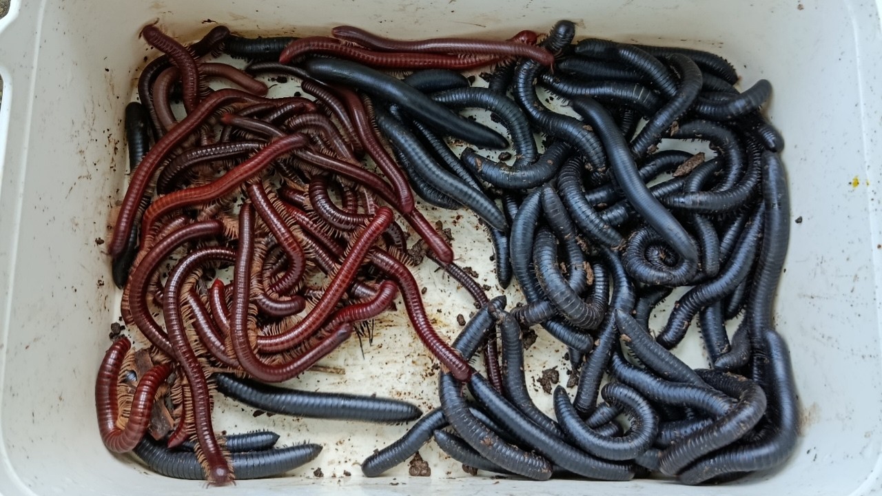 Hunting millipede kaki seribu besar di lubang kayu part 49