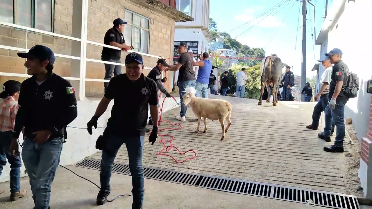 DONACIÓN DE UN NOVILLO MADRINA ANAYELI AMBROSIO CIPRIANO LACHIRIOAG  2025