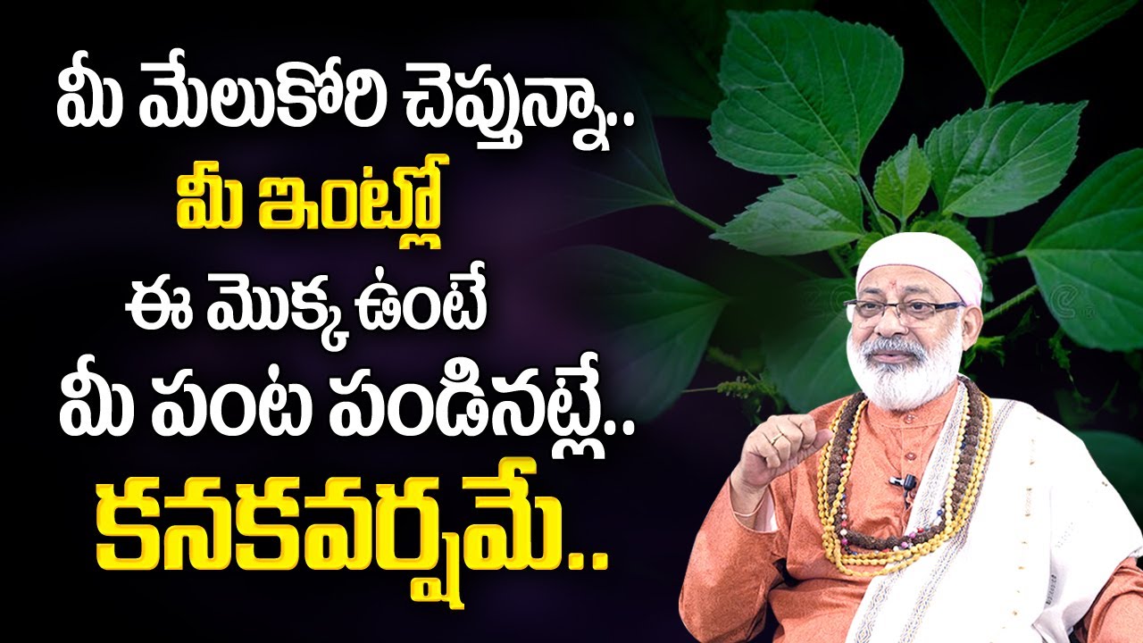 Danturi Pandarinath : మీ ఇంట్లో ఈ చెట్టు ఉంటే కనకవర్షమే ? | Danturi Vastu | My Destiny