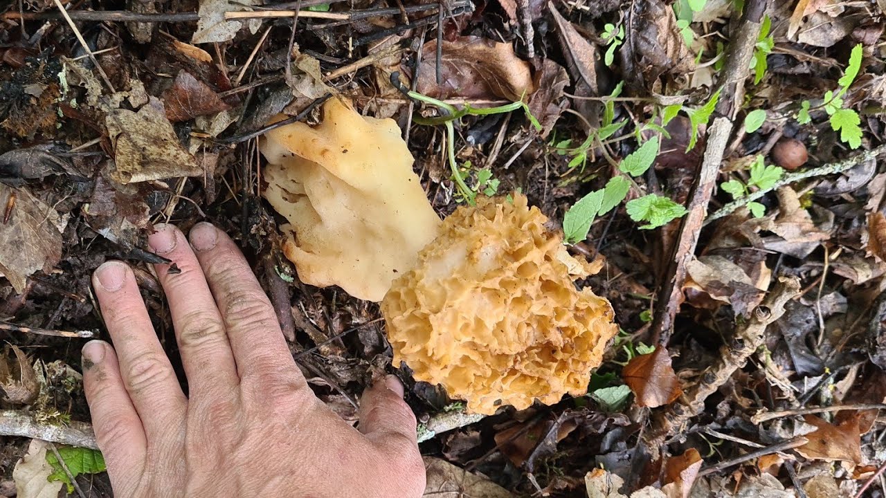 23 mai En montagne Prospection aux saint george Grosse surprise avec des morilles