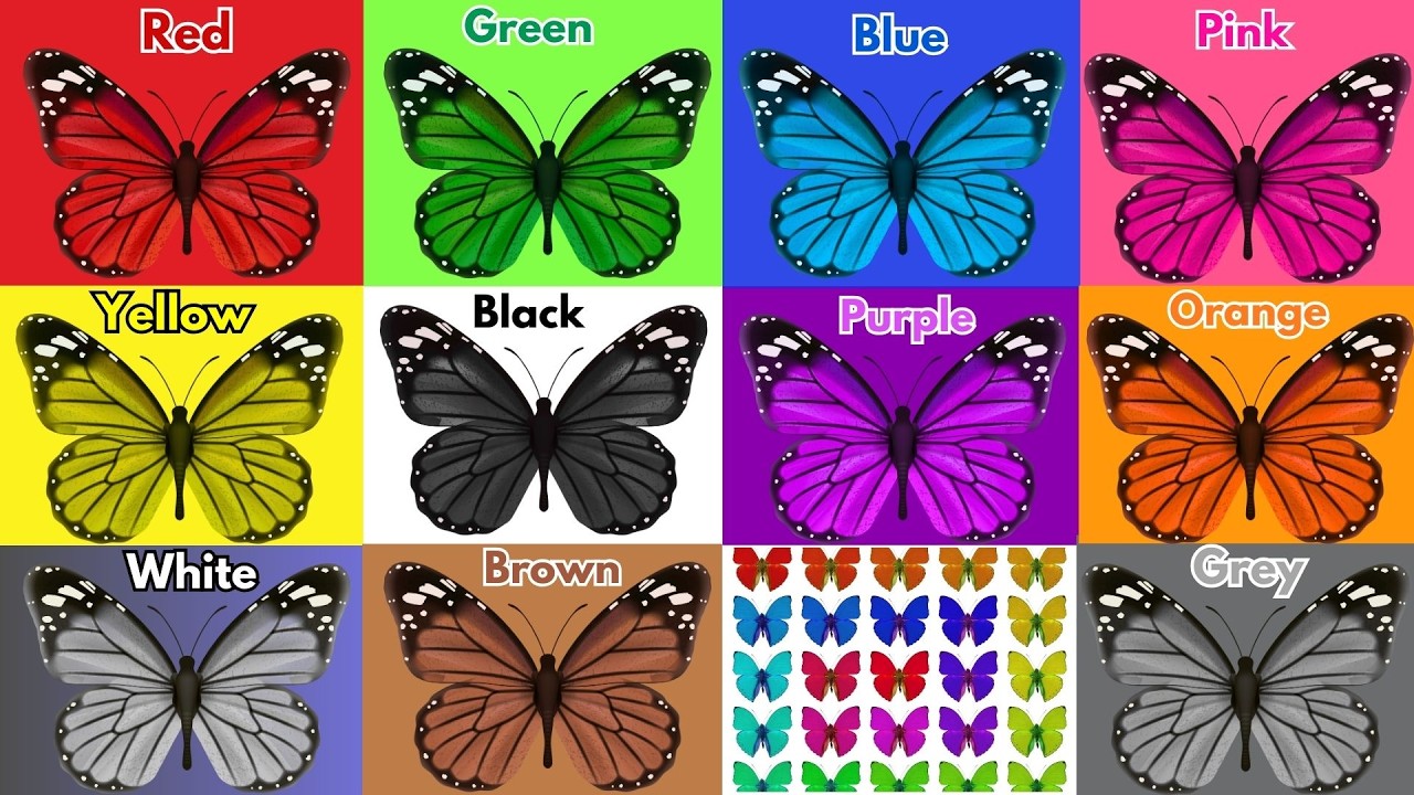 We Love All the Colors  | Butterfly Kids Song🦋| Learn Colors in English |Nursery Rhyme and Kids Song