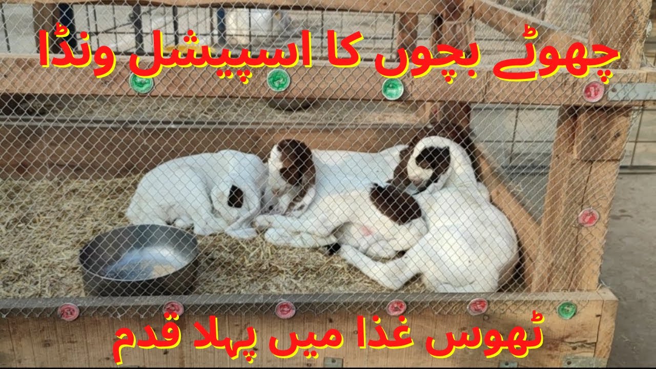 Baby Goat Feed, چھوٹے بچوں کا اسپیشل ونڈا