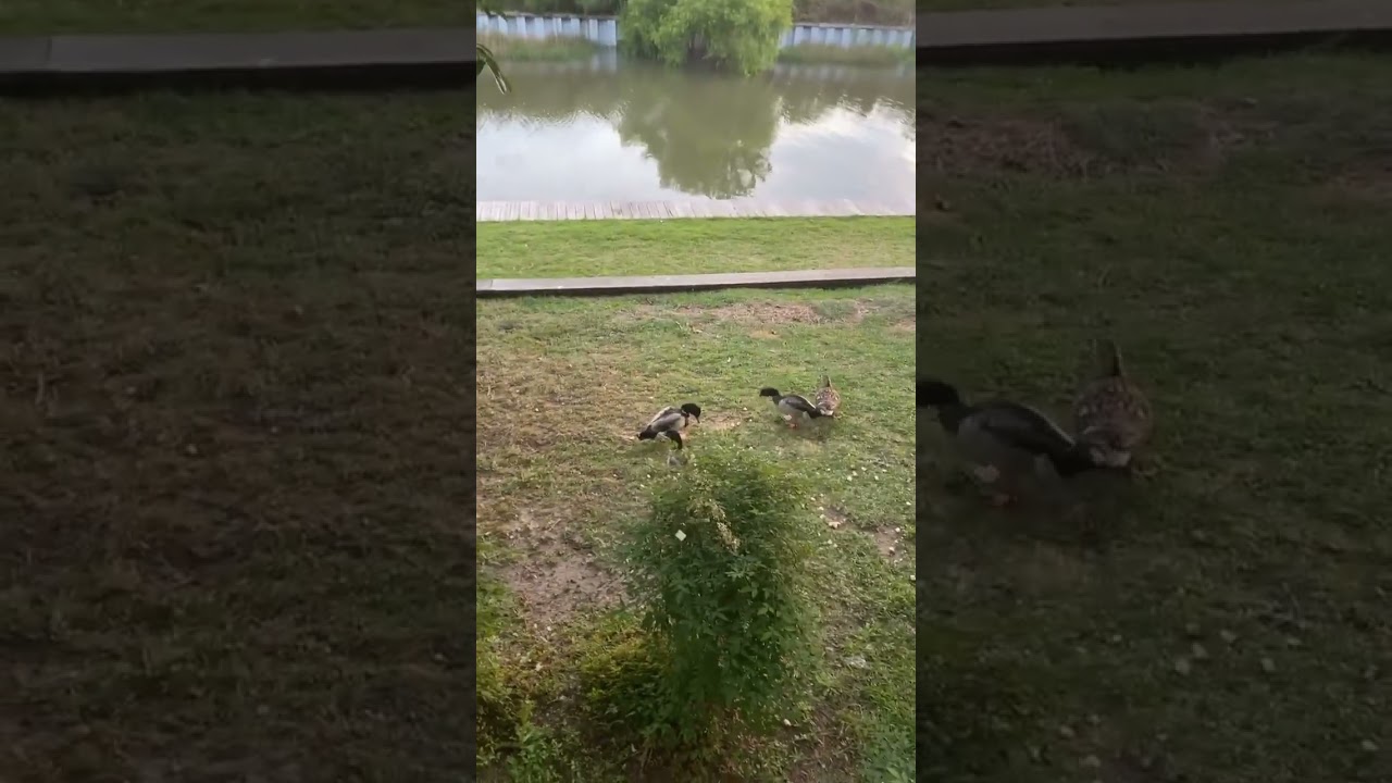 Tranquility 🦆Ducks Nature ~ Therapy ~Peace ~ Unity ~ Love Tranquility