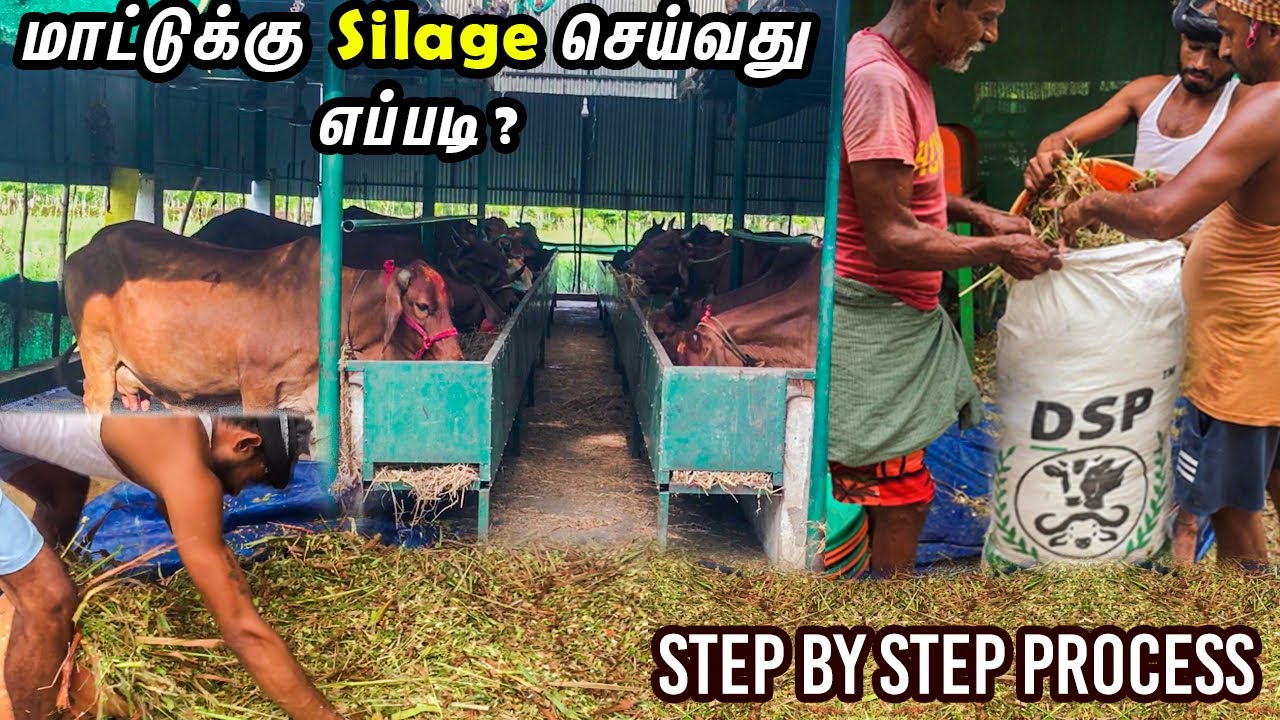 👌️‍🔥மாட்டுக்கு Silage செய்வது எப்படி? || DSP Silage Making Bag️‍🔥️‍🔥 | தமிழ்