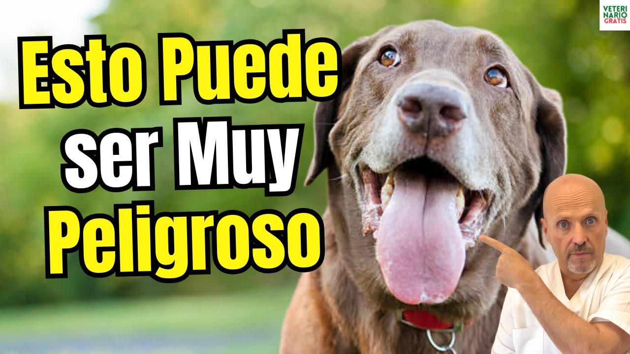 &iquest;QU&Eacute; HACER SI MI PERRO JADEA MUCHO? 🐶😰 | Causas, pasos de emergencia y cu&aacute;ndo ir al veterinario 🚑🌡️