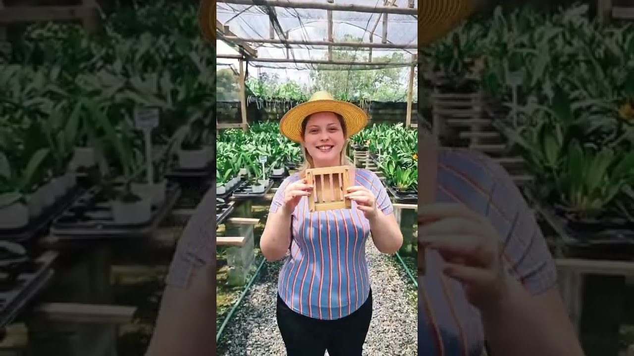 Qual delas voc&ecirc; j&aacute; arriscou plantar no cachep&ocirc;? 🪴