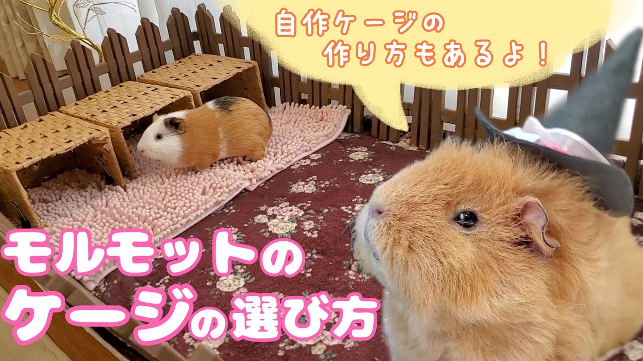 【モルモットの飼い方】ケージ選び