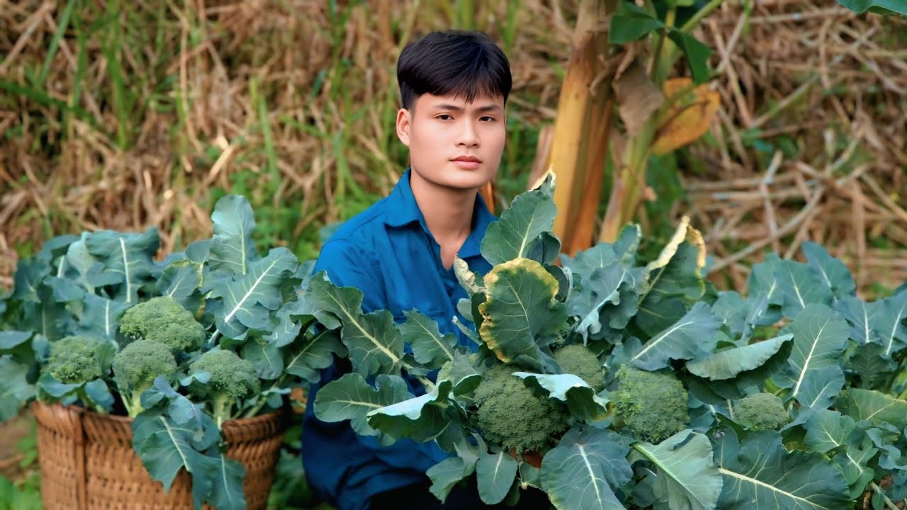 Harvesting Cauliflower, Papaya, Grapefruit, Bring to market to sell
