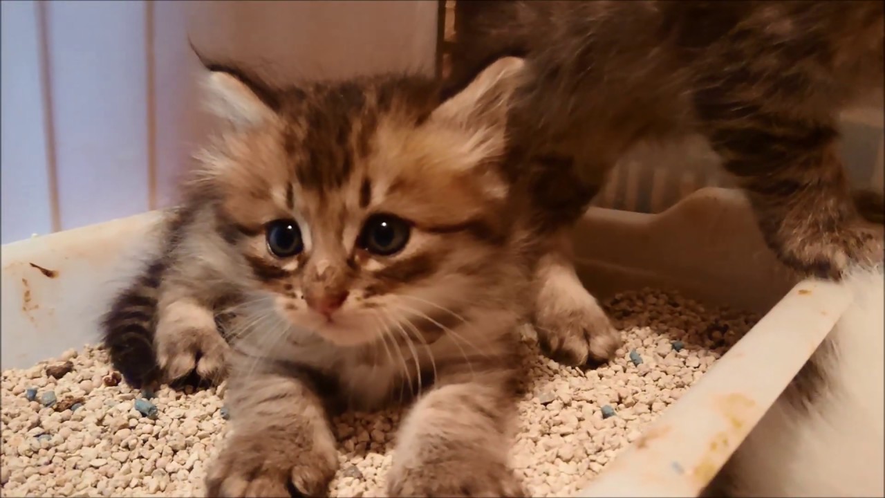 保護猫のトライアル 子猫たちの感動の？再会！【Rescue～trial】Impressive reunion　♯2
