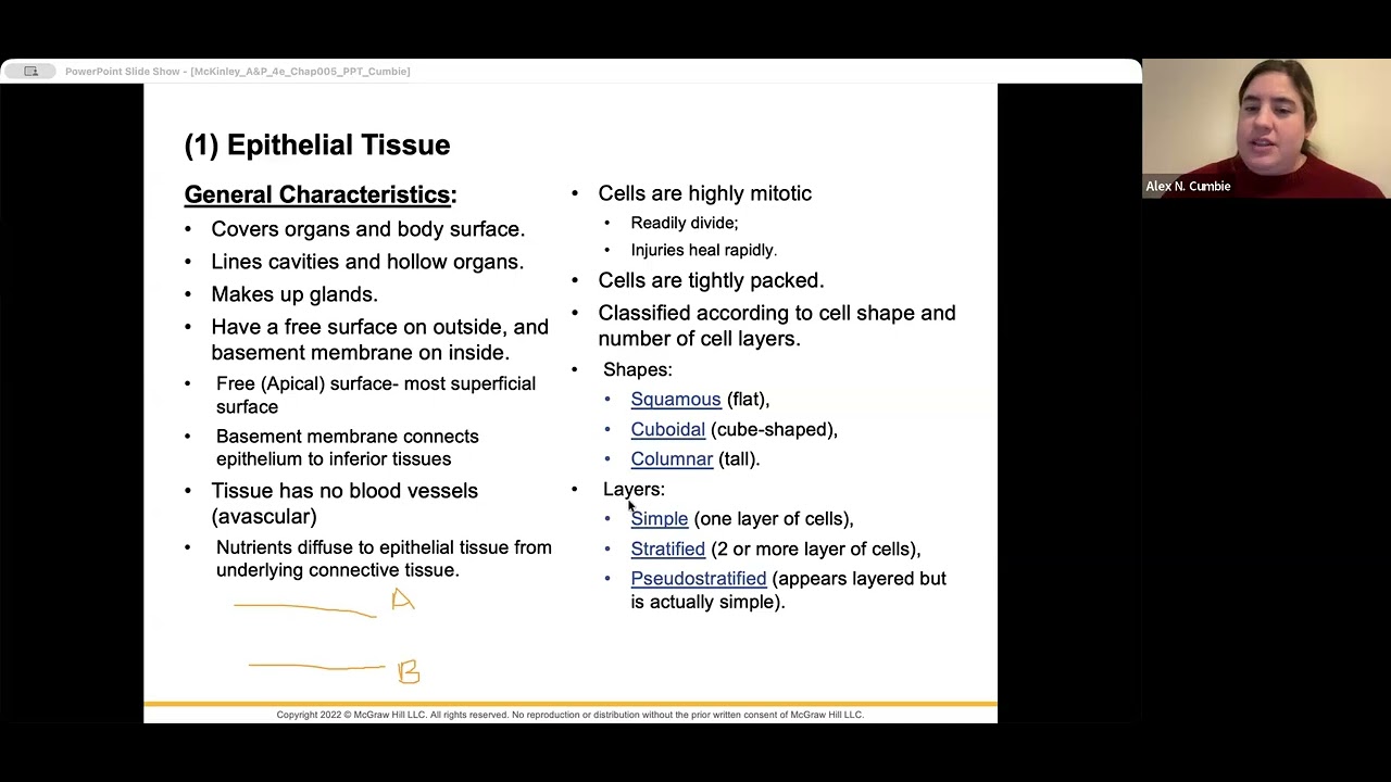 BIOL240- Chapter 5: Tissues