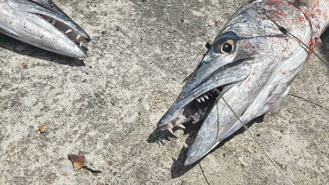 Catching Barracuda Fish - Handline Fishing In Jamaica