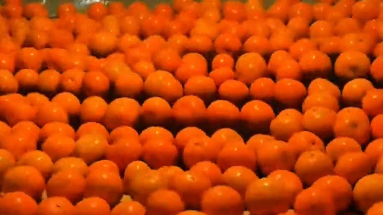 🍊 ලොව රසවත්ම 'පැණි දොඩම්' අත්දැකීම - පාකිස්තාන Kinnow! 🍊