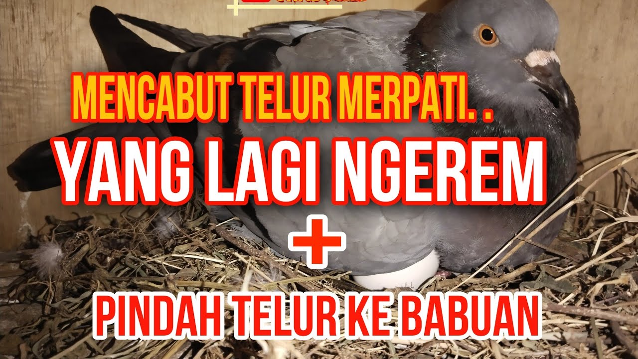 TIPS CARA CABUT TELUR MERPATI DAN MEMINDAHKAN KE BABUAN