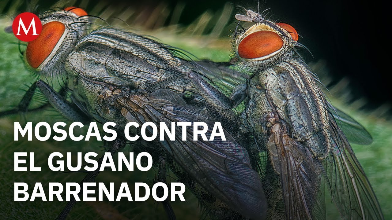 M&eacute;xico y Estados Unidos combaten al gusano barrenador con moscas est&eacute;riles