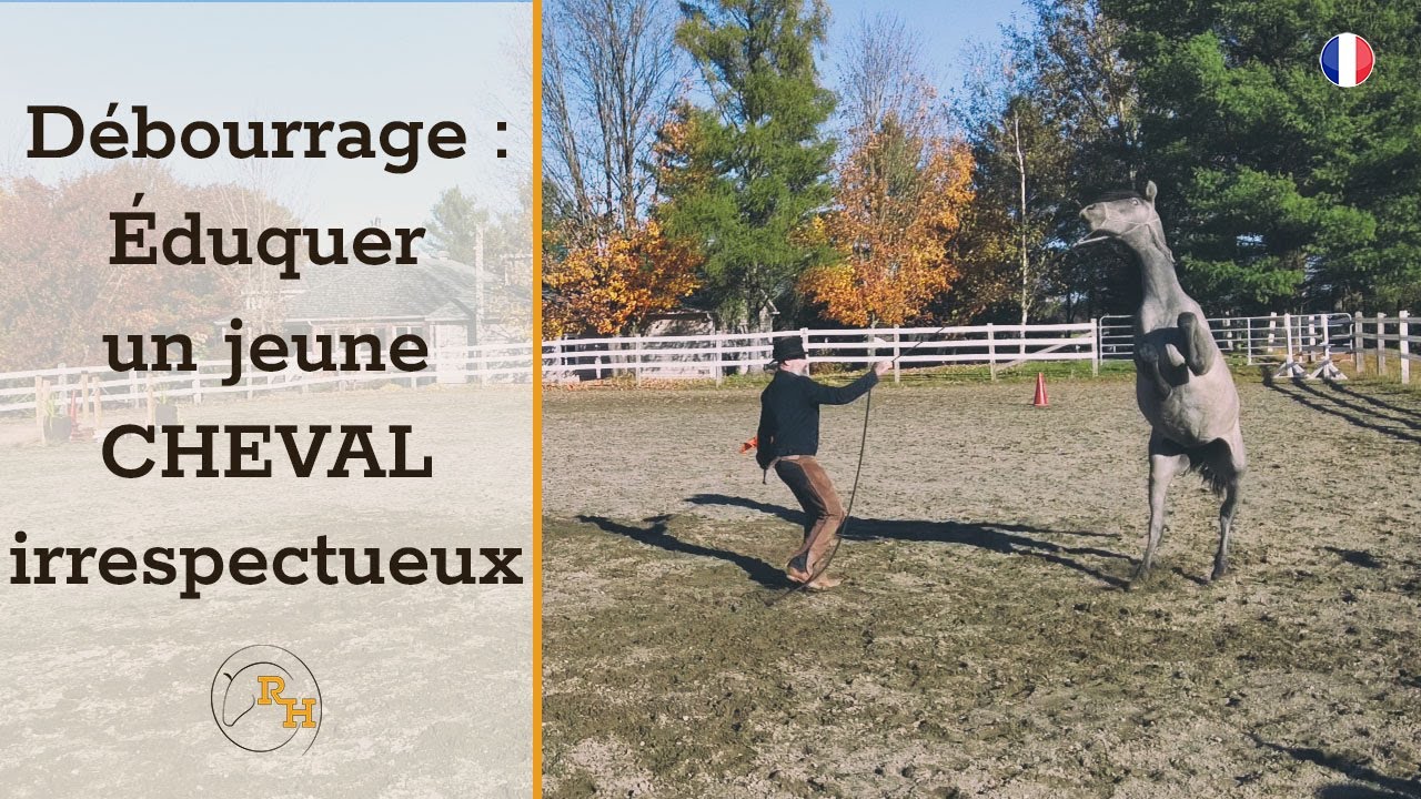 Débourrage d’une Jeune Jument Autoritaire : De la Confrontation à la Confiance
