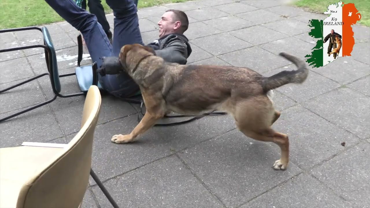 Civil bite work Dog Training in The Netherlands. #amtrainingkennels