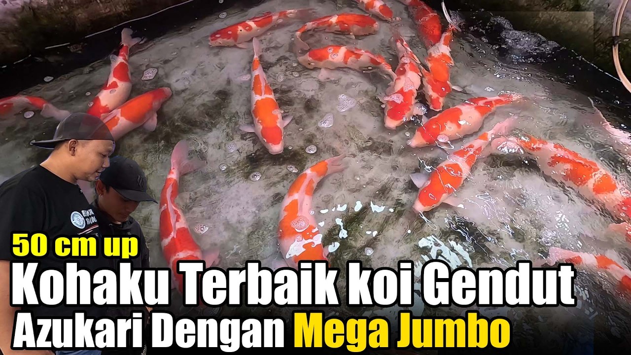 Walau Belum Bulky Tapi Ikan Ini Sudah Kelihatan Kalau Bakalan Jumbo | Gendut Koi Farm