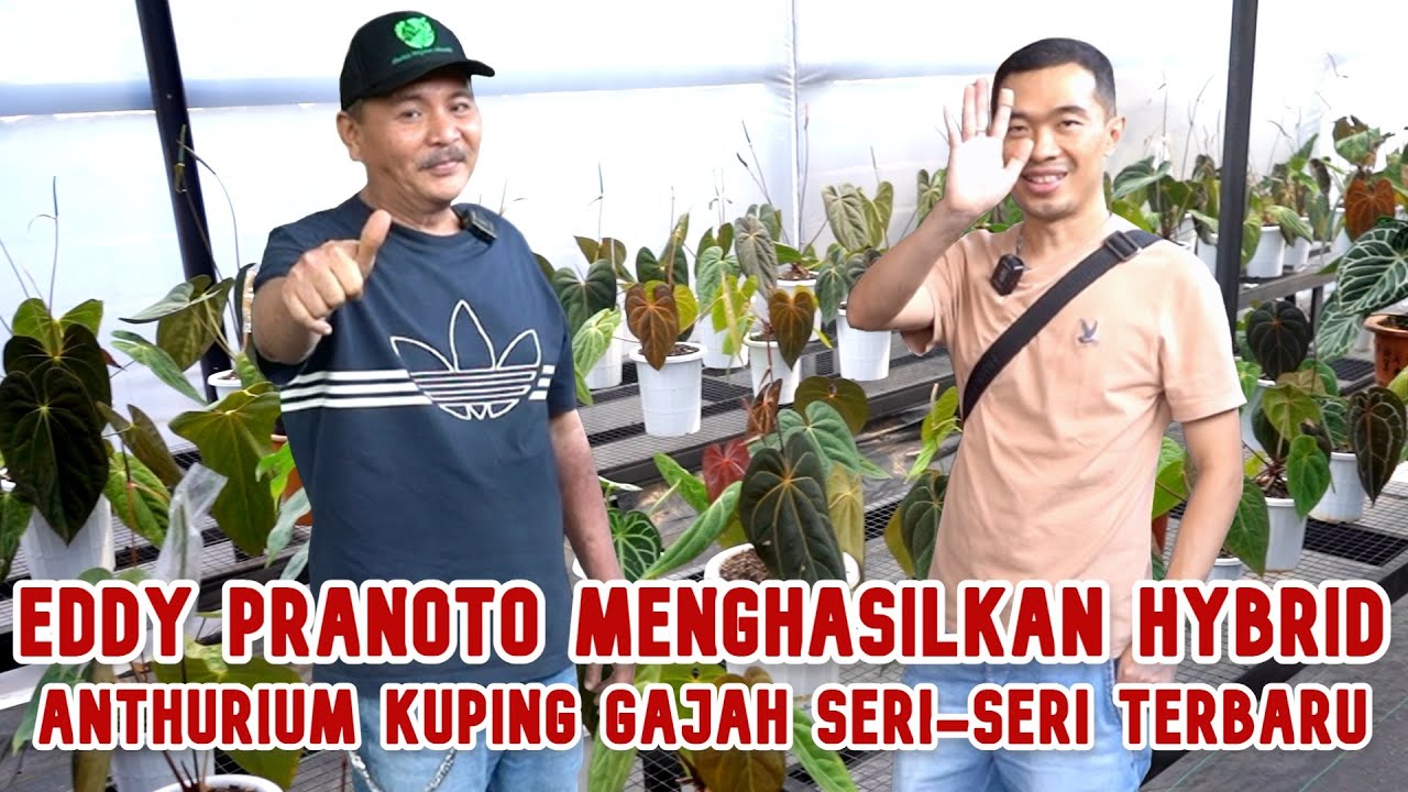 Eddy Pranoto Menghasilkan Hybrid Anthurium Kuping Gajah Seri-Seri Terbaru