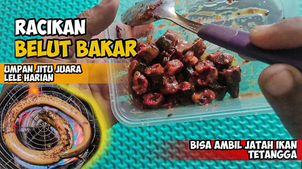 Racikan Belut Bakar untuk Mancing Lele Harian - Umpan Jitu Lele Harian