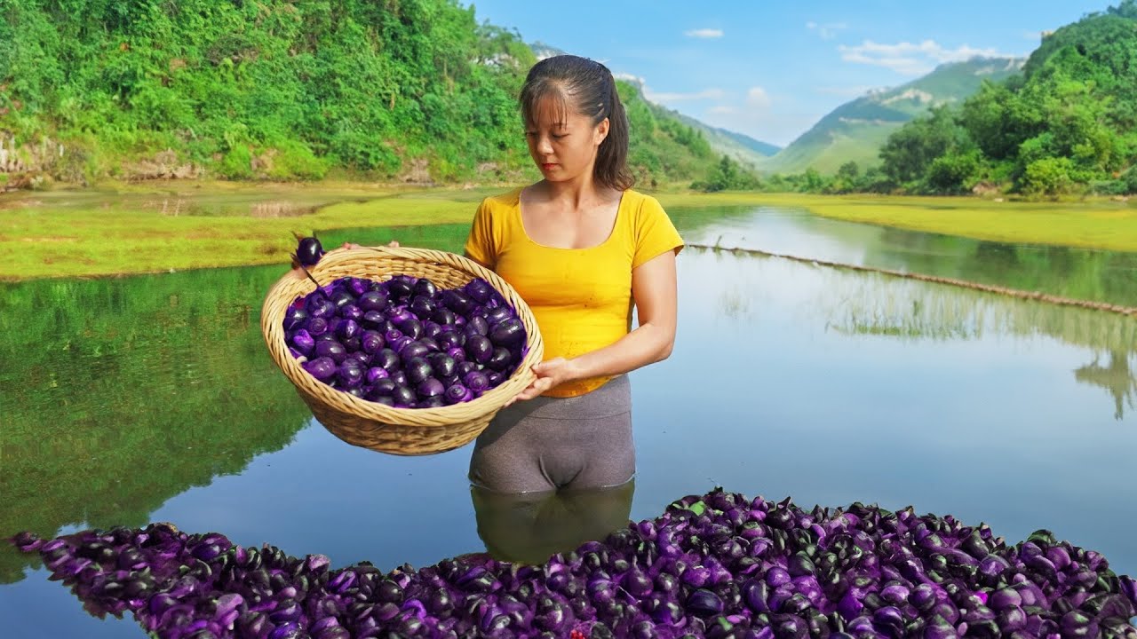 Harvesting A Lot Of Snails After Rice Crop Go To Market Sell, Renovating Chicken & Pig Cages