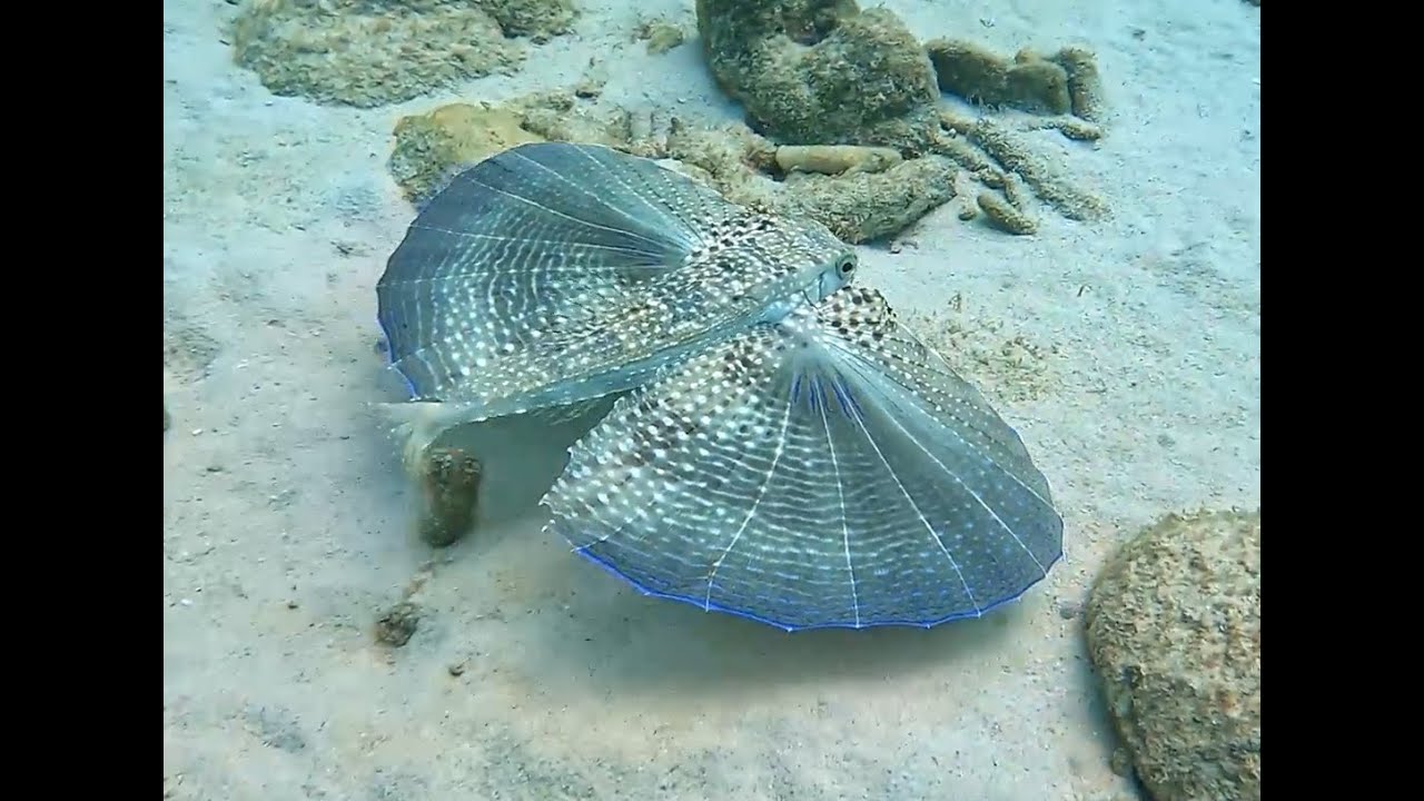 Diverse underwater life of Daaibooi Beach Cura&ccedil;ao