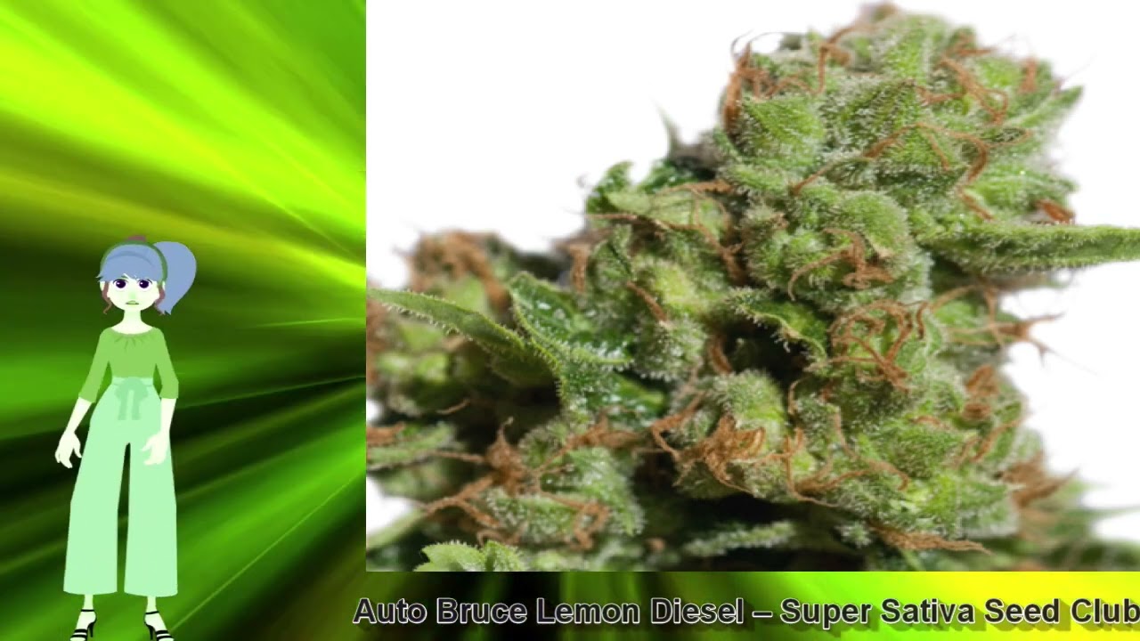 Auto Bruce Lemon Diesel &ndash; Super Sativa Seed Club
