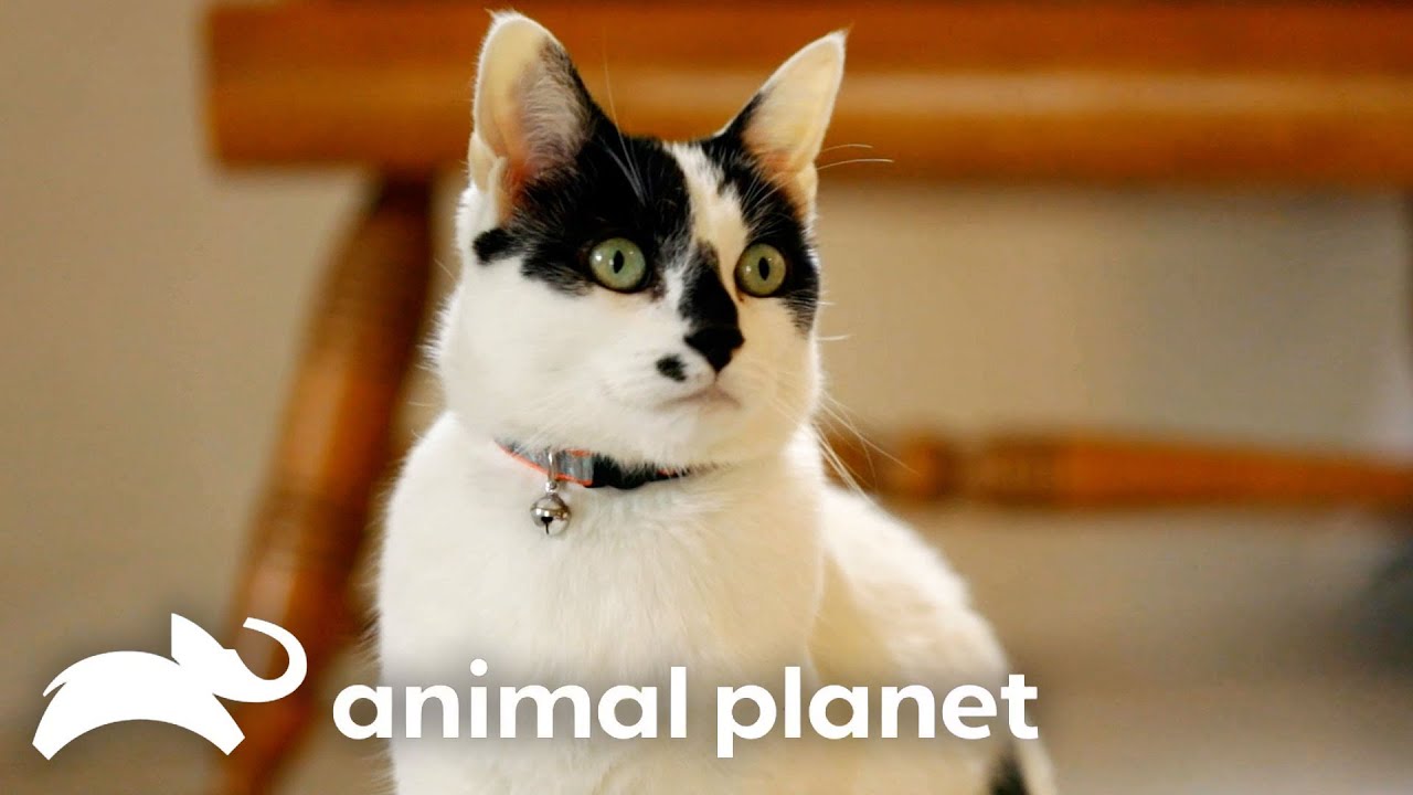 A Cat Pee Battle?! | My Cat From Hell | Animal Planet