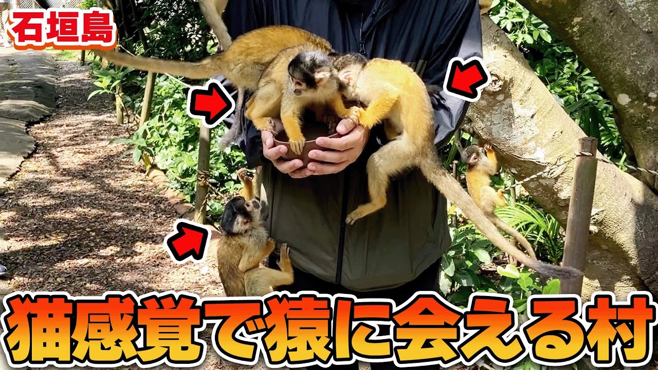 【石垣島】やいま村のリスザルの森は一度は行くべき