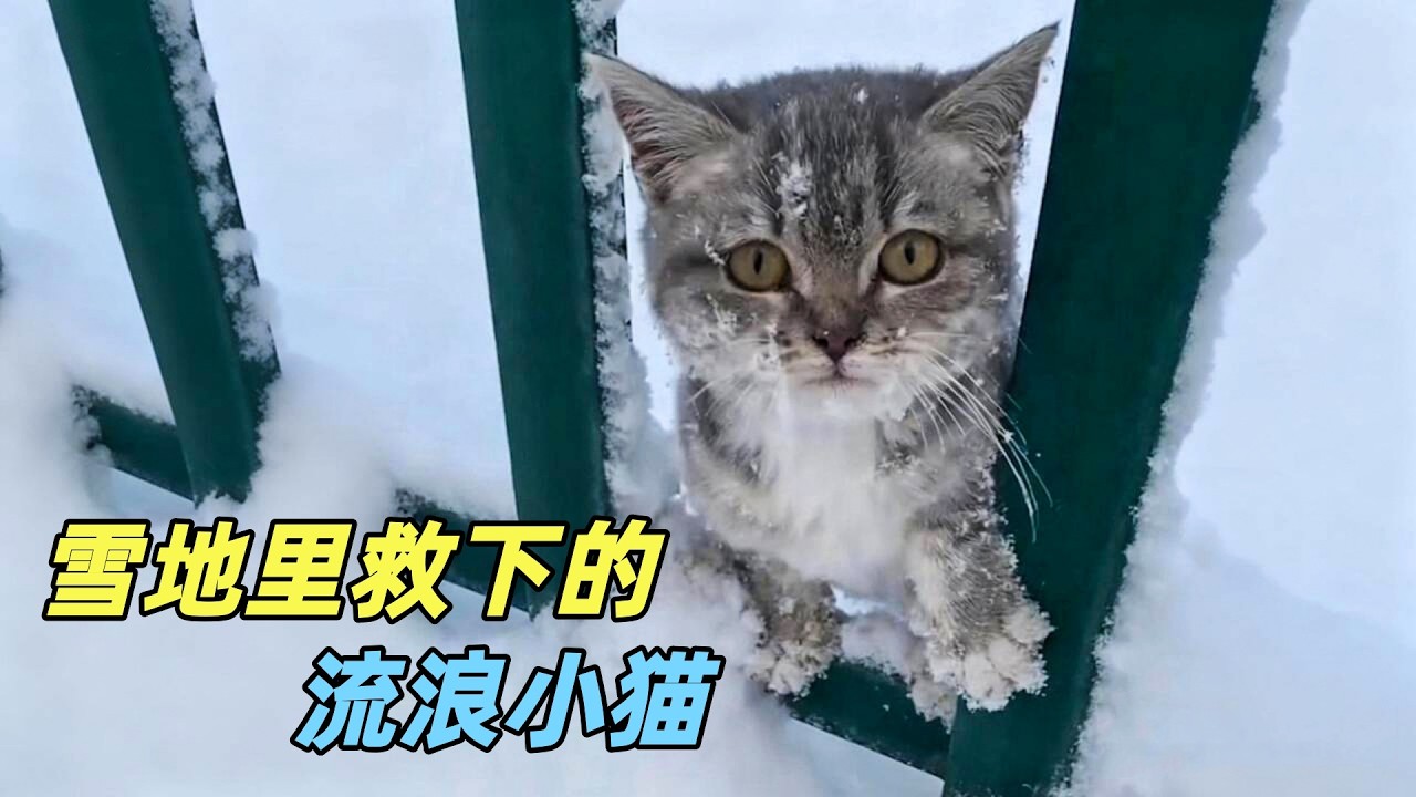 雪地里救下的流浪小猫，我给了它一个温暖的家