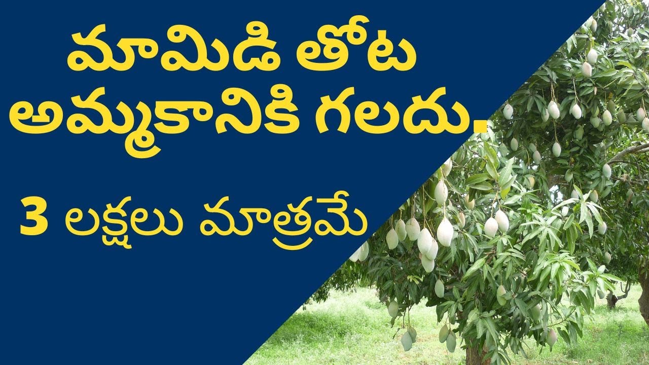మామిడి తోట అమ్మకానికి గలదు 3 లక్షలు మాత్రమే|Amma Real Estate