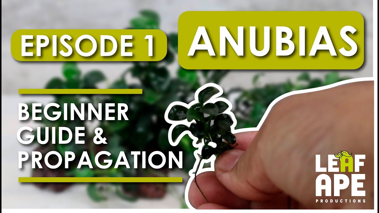 EPISODE 1 | ANUBIAS BEGINNER GUIDE AND PROPAGATION