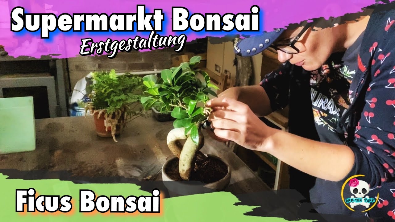 Supermarkt Bonsai | Ficus Bonsai (Lidl Bonsai) Zimmerbonsai | Bonsai selber machen, für unter 5€