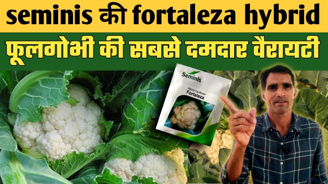 फूलगोभी की सबसे दमदार वैरायटी | seminis fortaleza cauliflower variety | phoolgobhi variety |