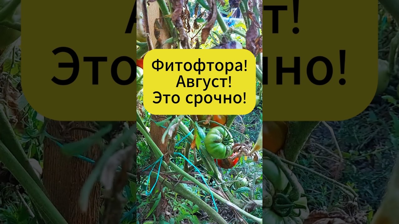 Фитофтора &mdash; август. Это срочно!#дача #огород #садогород #томаты #фитофтора  #фитофтороз #лайфхак