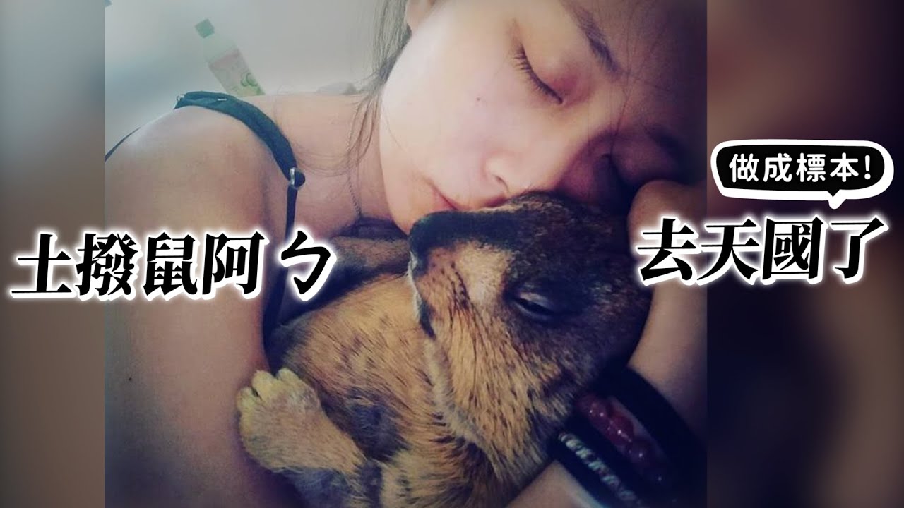 土撥鼠阿ㄅ去天國了!決定將他做成標本!【許伯簡芝】鱷鄰居&沙西米